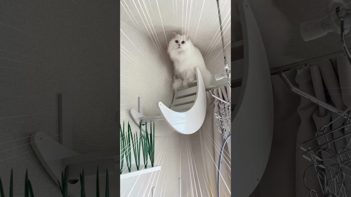 恐る恐る降りる猫 #shorts #shortvideo #cat #catlife #ラガマフィン #猫のいる暮らし 恐る恐る降りる猫 #shorts #shortvideo #cat #catlife #ラガマフィン #猫のいる暮らし