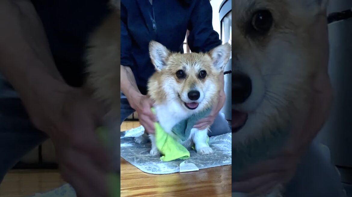 大人しく身体を拭かれるコーギー / The Corgi patiently lets me wipe its body #コーギー #corgi #サクラ