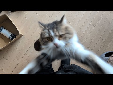 かまってちゃんの猫を無視し続けたらこうなりました… かまってちゃんの猫を無視し続けたらこうなりました…