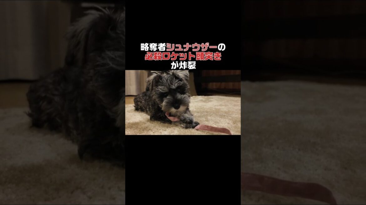 ミニチュアシュナウザーが人間のものを奪ってロケット頭突きかます動画 #ミニチュアシュナウザー #子犬 #ロケット頭突き