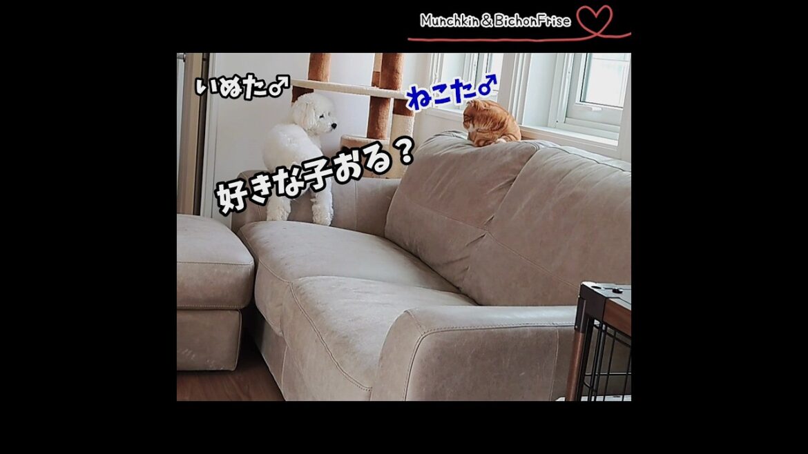 【マンチカン＆ビションフリーゼ】好きな子おる？誰？ 【犬と猫、両方飼ってると毎日かわいい♥】