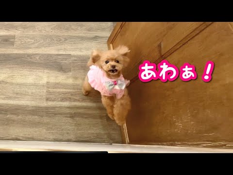 全力少女コロンの1日。今日もたくさんの人に愛されました。【トイプードルのコロン】 全力少女コロンの1日。今日もたくさんの人に愛されました。【トイプードルのコロン】