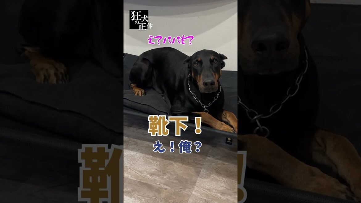 自分が怒られてると勘違いするドーベルマン