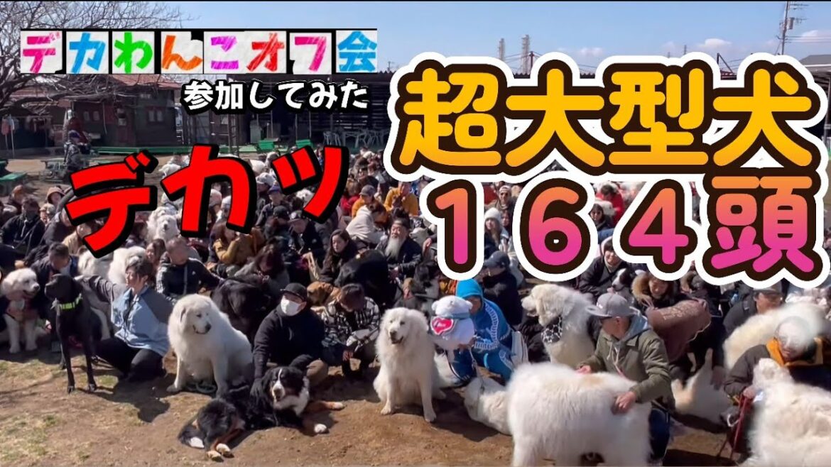 【超大型犬が１６4頭集結】モフモフ好きさん集まれ～絶対可愛い★ビビリなＮＡＮＡちゃんは大丈夫？？★２０２回目★