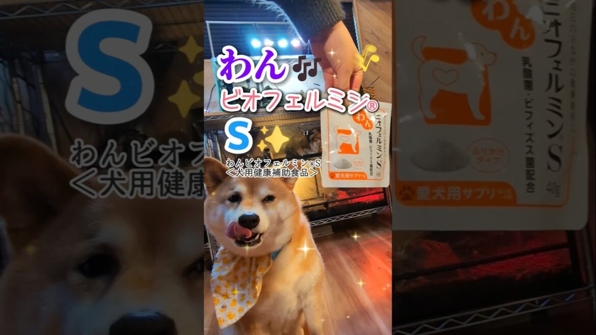 スティーブたちは毎日続けるつもりやで！byスティーブ #PR #大正製薬 #わんビオフェルミンS #柴犬スティーブ