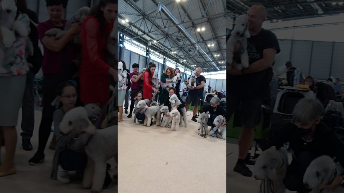 World Dog Show 2021 Brno  - All Bedlingtons