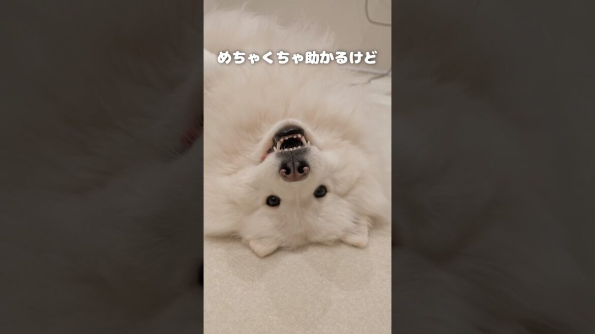 さすがに鈍感すぎるサモエド　#サモエド #samoyed