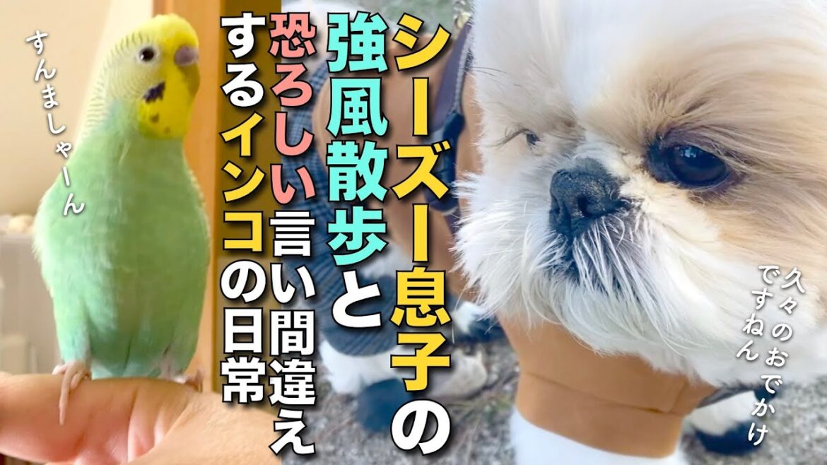 【シーズー】シーズー息子の強風散歩と、大事な発表で恐ろしい言い間違えをするおしゃべりインコの日常 www【376】