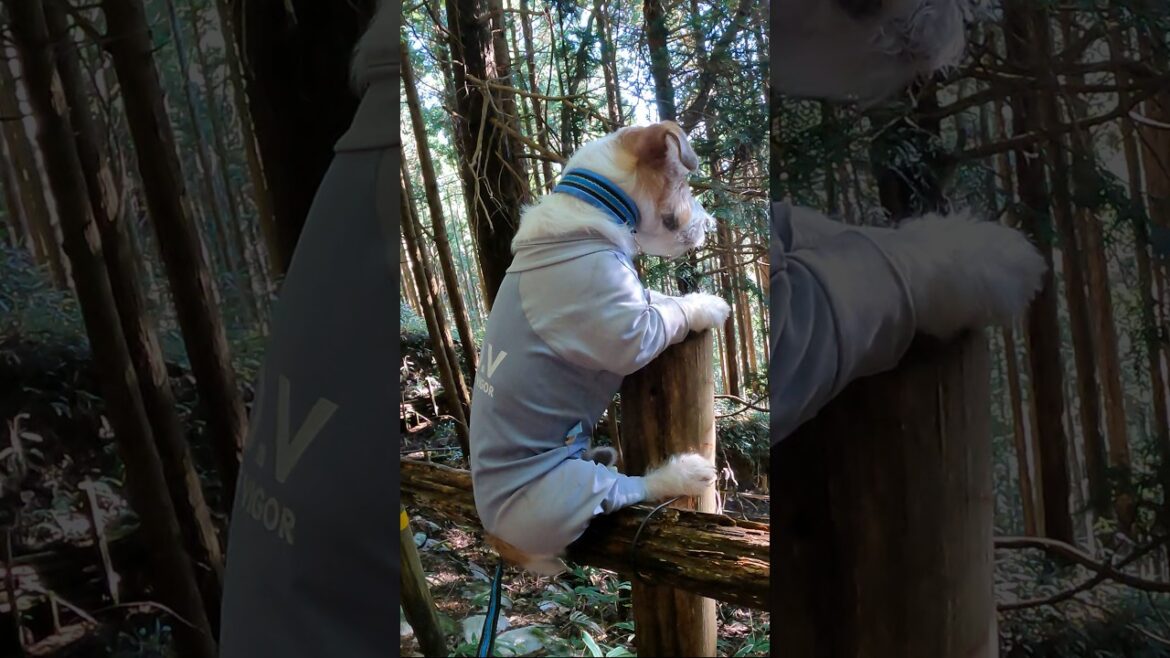 コアラになった犬 #ジャックラッセルテリア #jackrussellterrier #登山犬