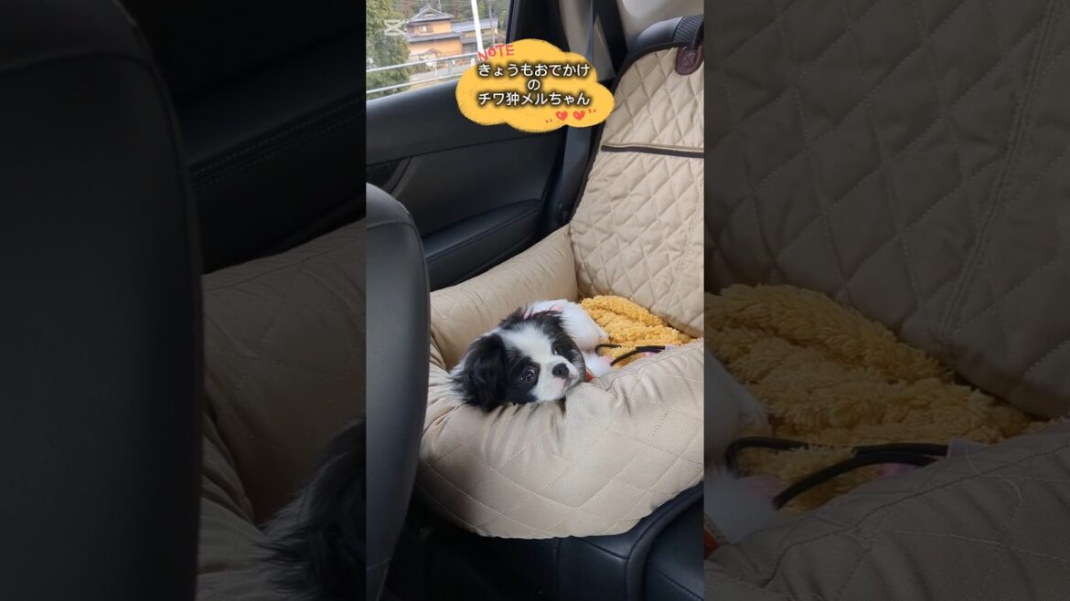 きょうもおでかけチワ狆メルちゃん#ミックス犬 #狆チワ #犬のいる暮らし