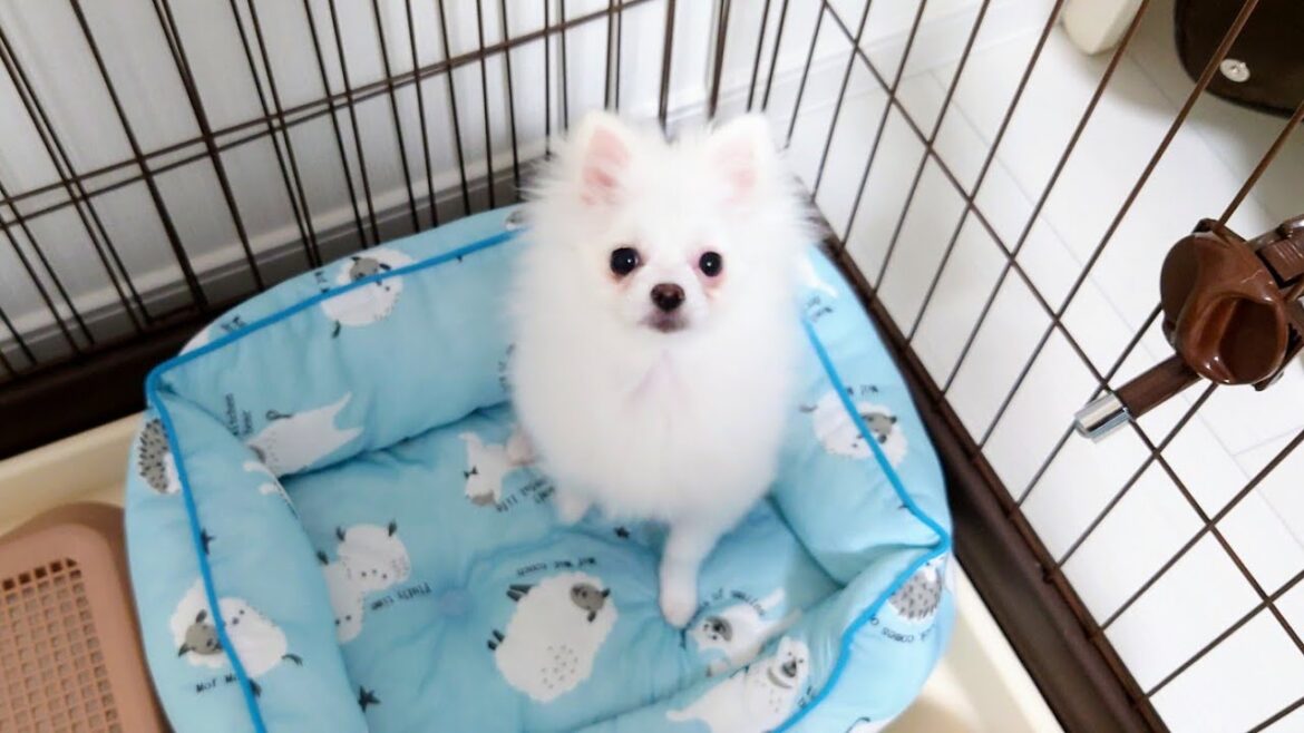 ポメラニアンの子犬との出会い～お迎え準備編【購入品紹介】