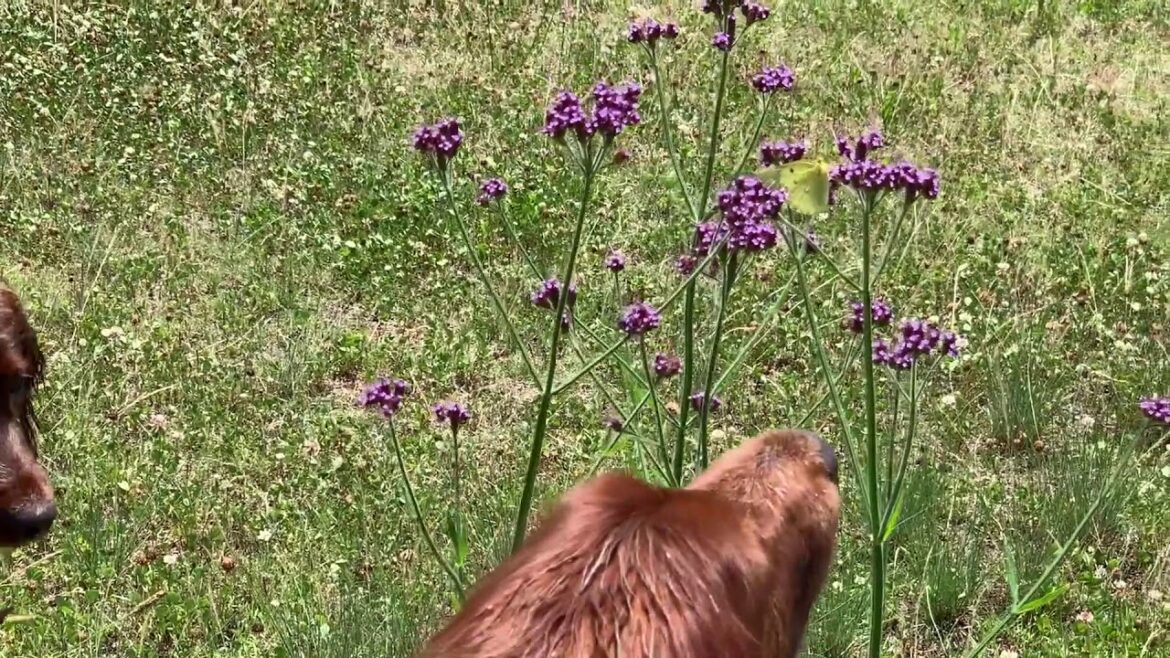 【大型犬と動物】蝶とアイリッシュセター Butterfly and Irish Setter