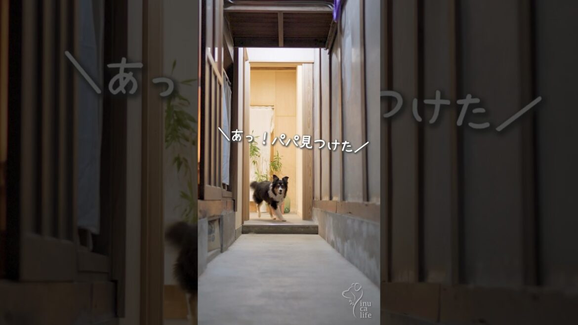 みんなを呼びに行く賢いボーダーコリー　#ボーダーコリー #オーストラリアンシェパード #dog