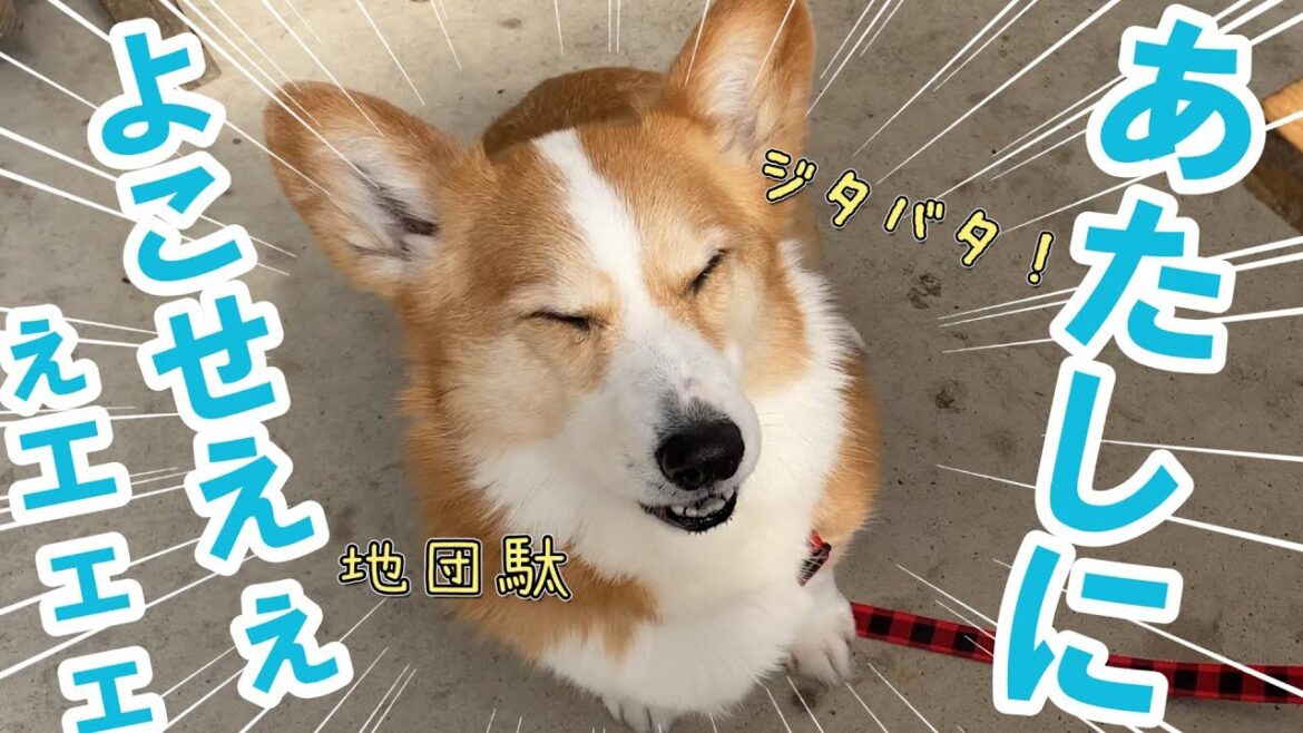 レストランのご馳走を食べたすぎてジタバタする愛犬が可愛い