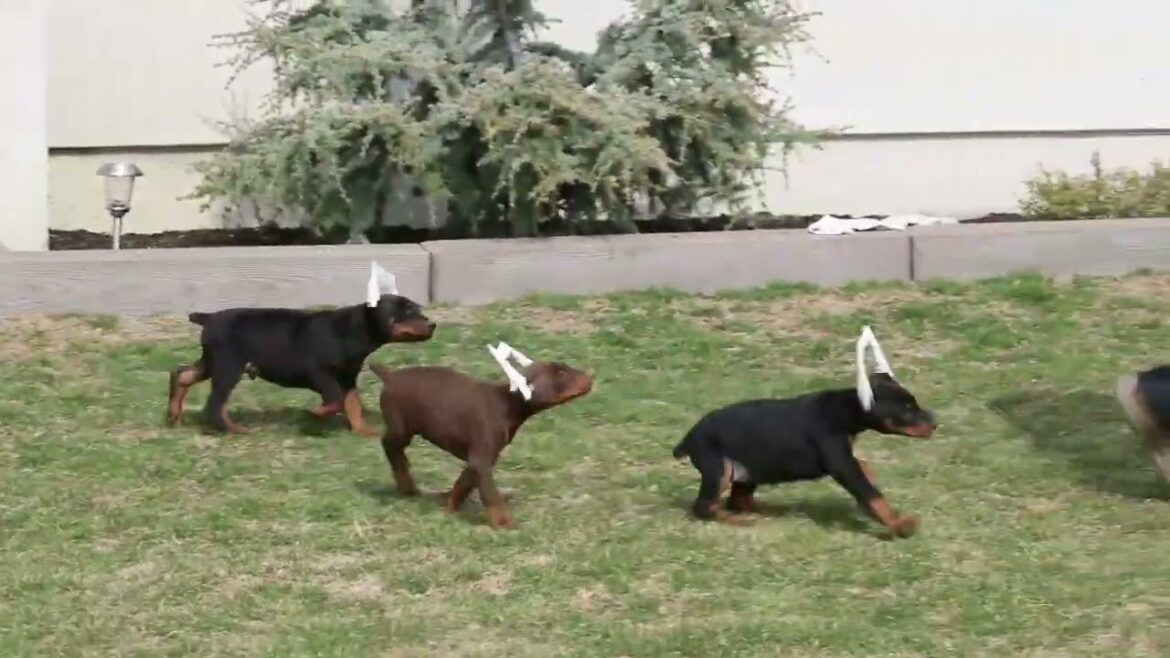 Doberman Pinscher Puppies For Sale