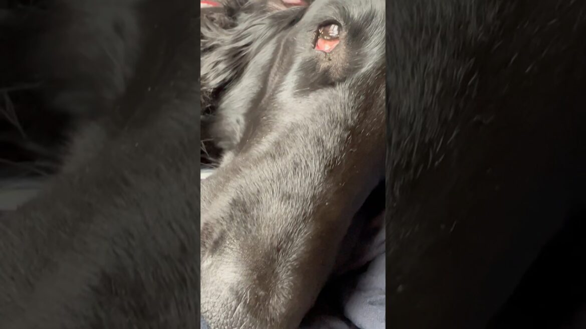 寝息が…#flatcoatedretriever #フラットコーテッドレトリバー #寝息