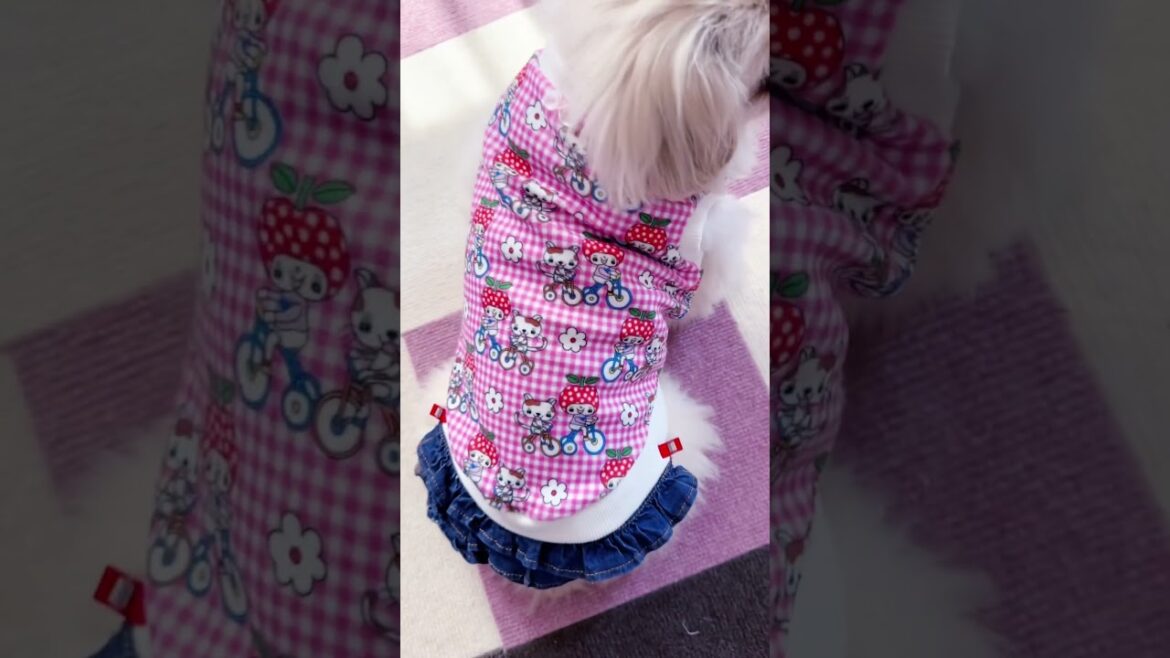胴長わんこのお悩みあるあるで、丈が足りないTシャツをワンピ風に簡単アレンジしちゃいます♪#ハンドメイドワンコ服 #犬服作り方  簡単#ペキニーズ #handmade #shorts