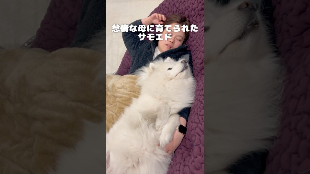 飼い主に似てしまったサモエドが怠惰すぎる　#サモエド #samoyed