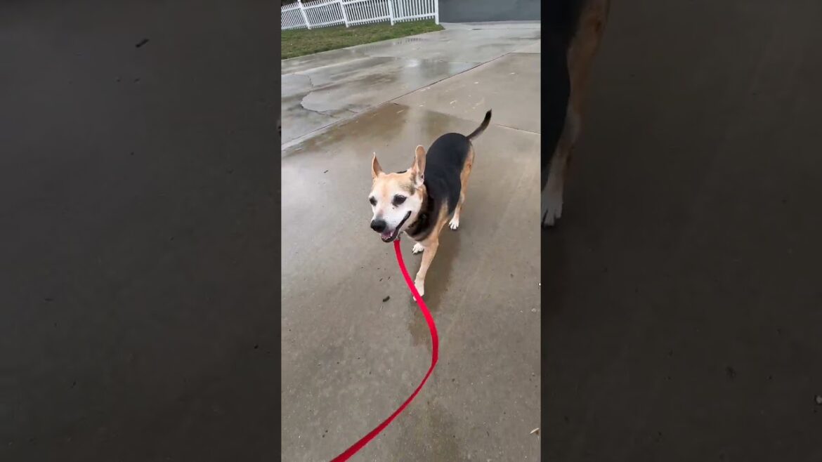 Rainy day Buster  #adopt #puppy #adoptionrocks