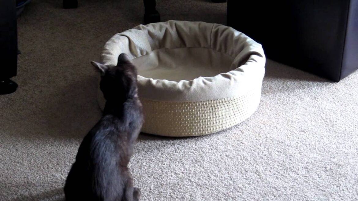 Jake: Havana Brown Kitten Ready to Pounce