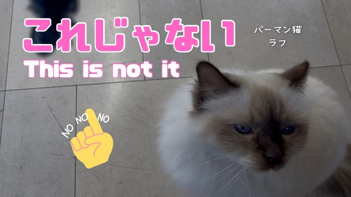 バーマン猫ラフ【これじゃない】This is not it（バーマン猫）Birman/Cat