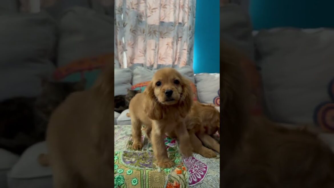Meet Our Cute English Cocker Spaniel Puppies! 🐾 | Male & Female Playtime Meet Our Cute English Cocker Spaniel Puppies! 🐾 | Male & Female Playtime