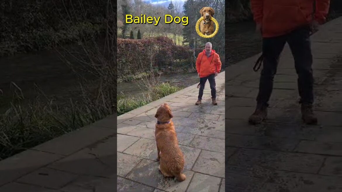BAILEY DOG   The Good The Bad The Ugly.  Quick Draw at Castle Combe. #yellowhoop #castlecombe