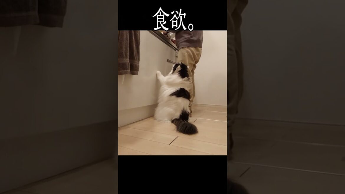 大きく成長し過ぎたスコティッシュフォールド。#shorts #cat #スコティッシュフォールド #保護猫
