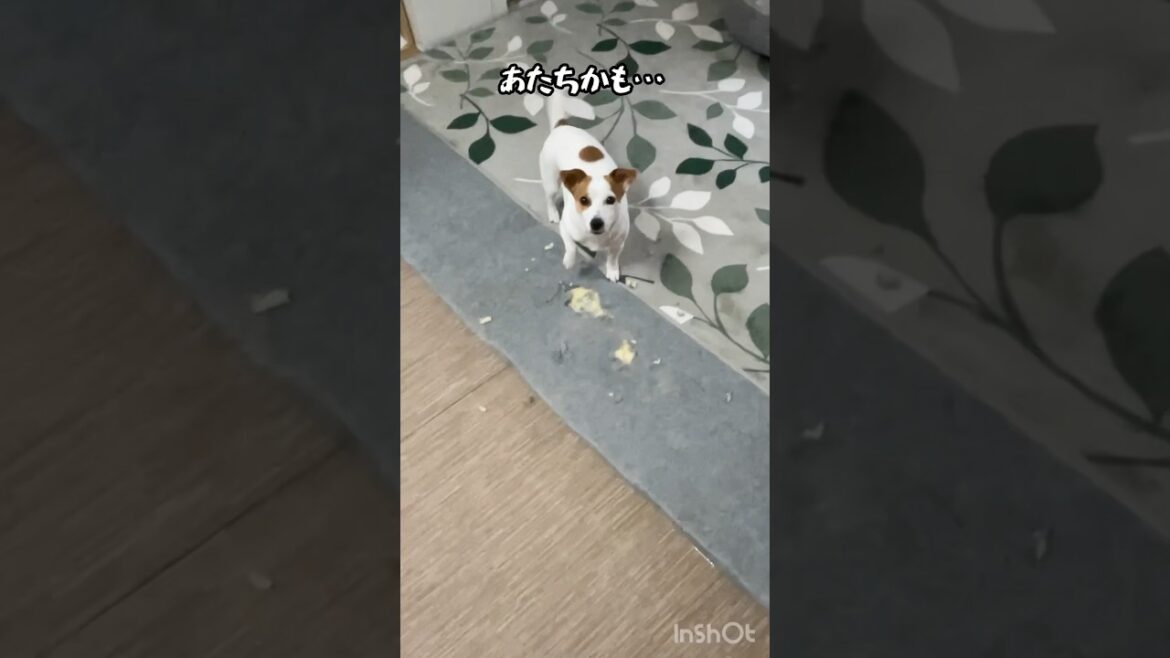 イタズラの後が奇跡😱ジャックラッセルテリアのひまわり＆つばき#shorts#jackrussellterrier #犬のいる生活