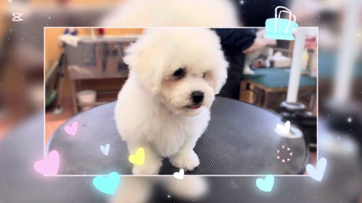 ビションフリーゼの男の子🌟2025年1月14日生まれ🍀