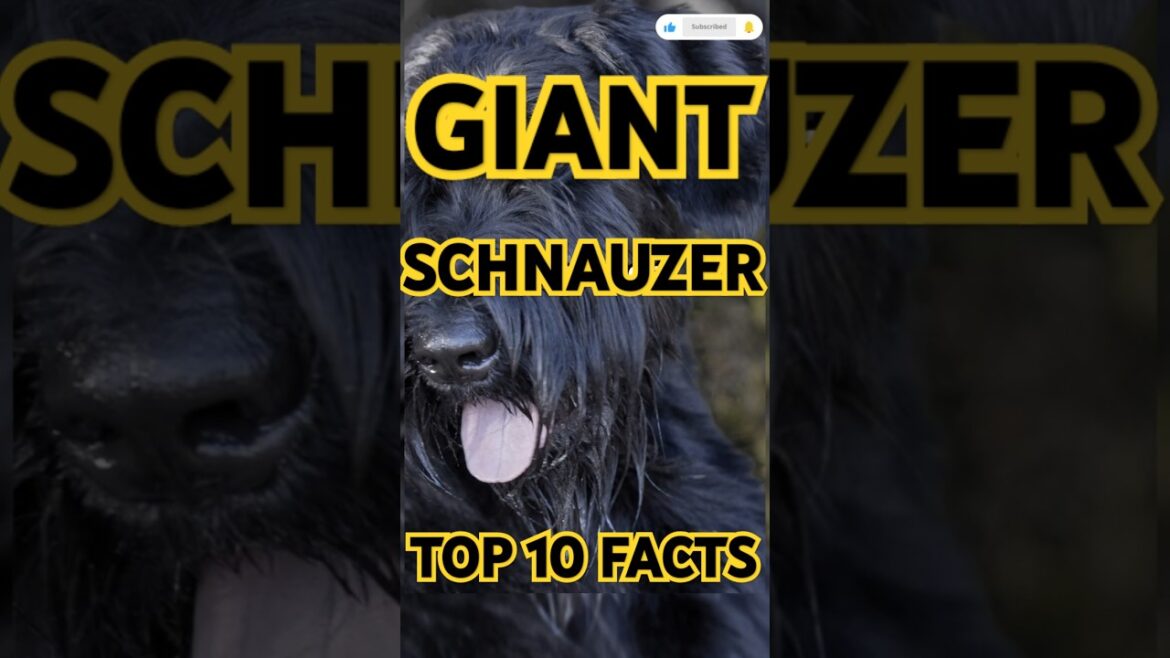 #top #fascinating #facts #of #giant #schnauzer #dog #instagram #funny #funnyvideo #youtubeshorts #yt