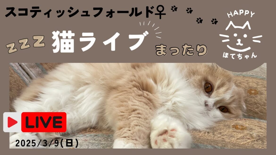 「ほてちゃん」スコティッシュフォールドまったりタイムライブ配信/Cat Live