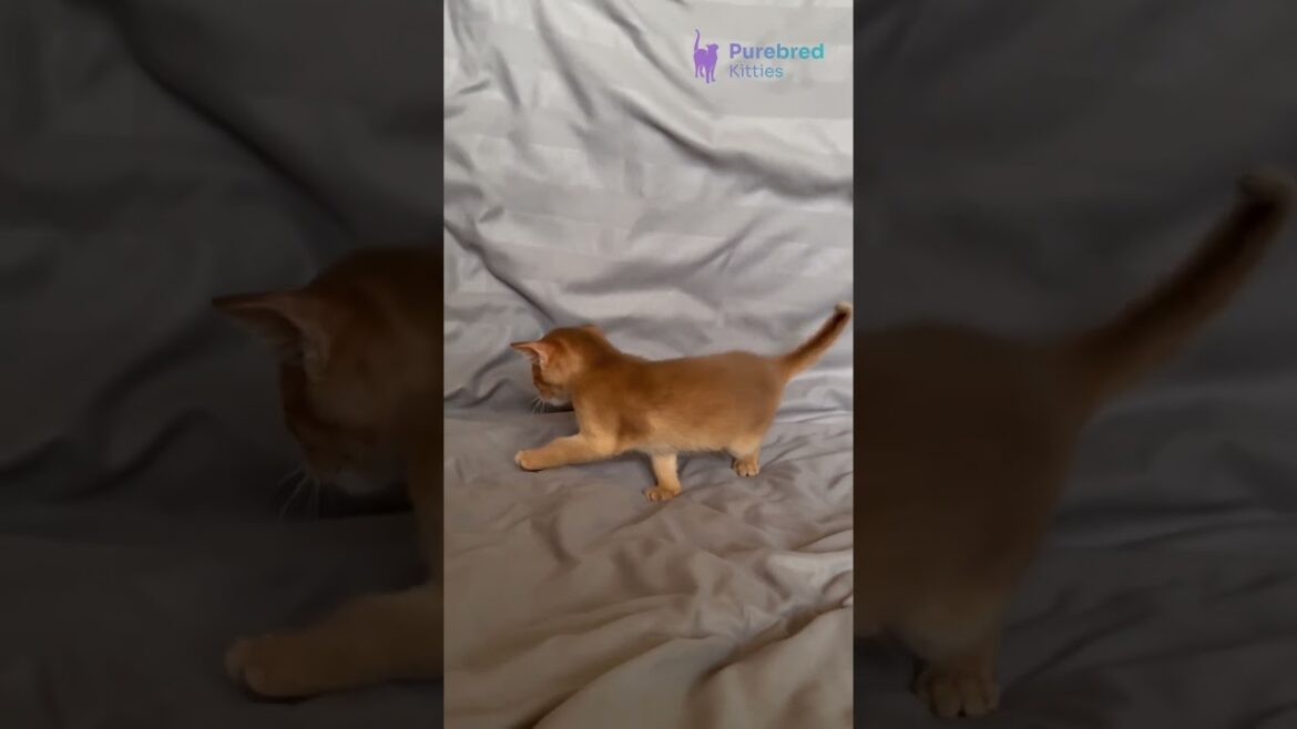Meet Sterling: The Enchanting Sorrel Abyssinian Kitten with a Spark of Fire! 🔥🐾#abyssinian #kitten