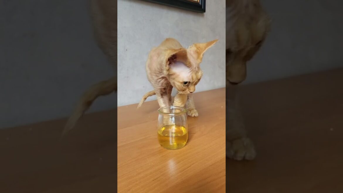 I love Devon Rex life #cat #kitten #cute #devon #devon rex