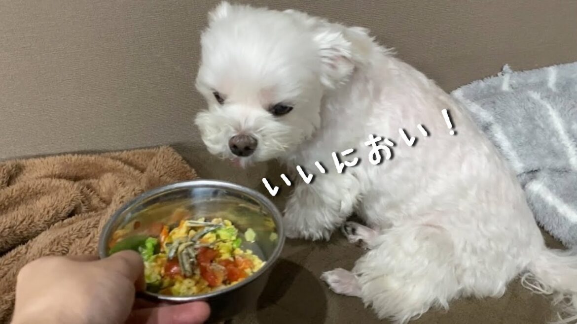 愛犬の寝起きが劇的に変わった秘密がこちら