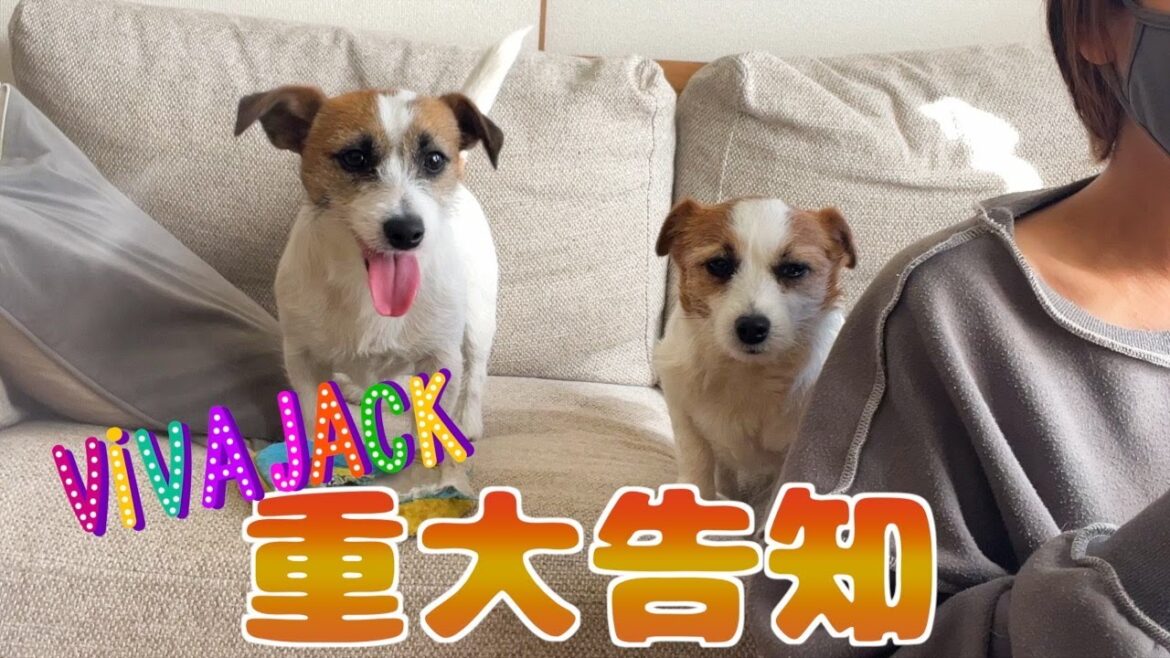 【2025重大告知】今年は2本立て！関西の皆様大変お待たせいたしました！！！/VIVAJACK/ジャックラッセルテリア
