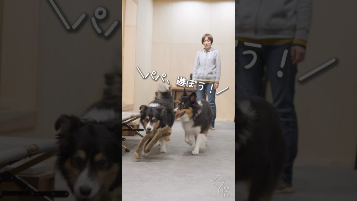 妹に邪魔されて遊べない優しいお姉ちゃん犬【ボーダーコリー・オーストラリアンシェパード】　#dog #犬との暮らし