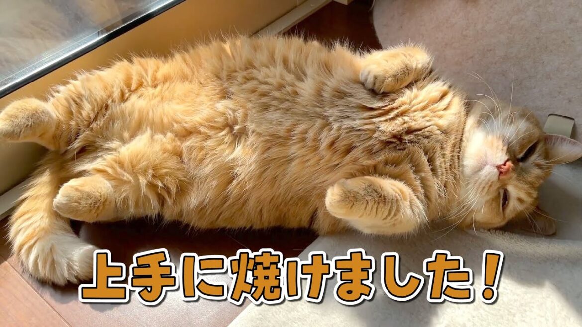 我が家にはお昼寝のプロがいます…！