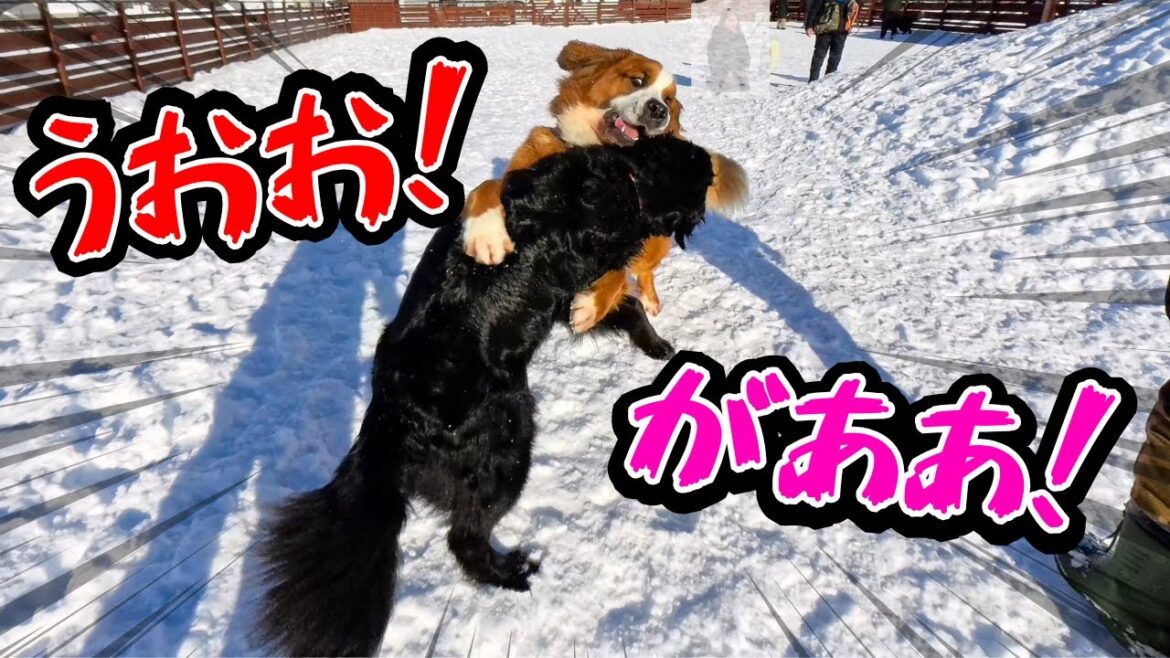 【怪獣頂上決戦？】大型犬の格闘に圧倒される飼い主とバーニーズマウンテンドッグのはる君