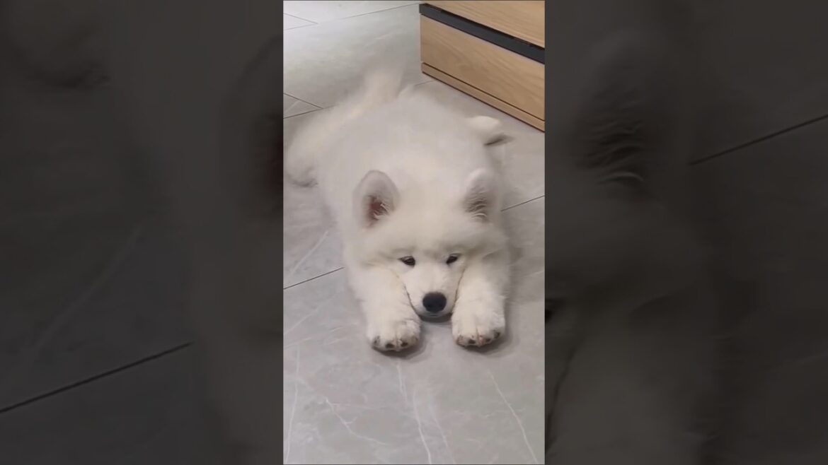 サモエドさん見て癒されたら寝ろｗｗｗ #動物 #サモエド