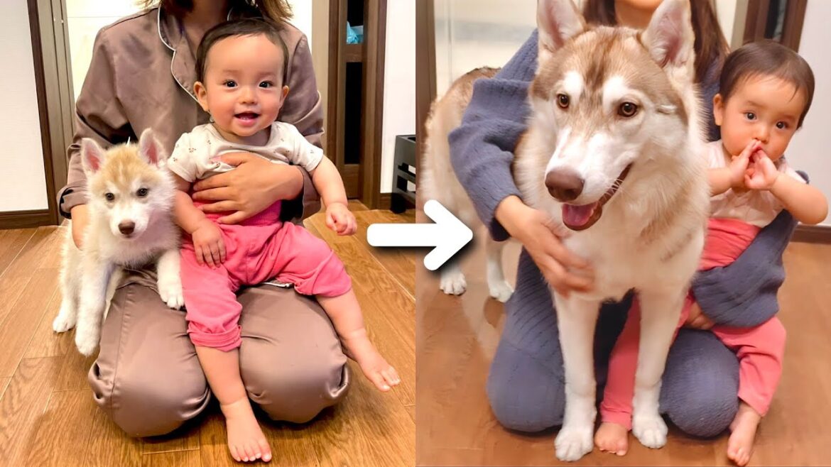 目を疑うほどの速度で巨大化した赤ちゃんハスキーの成長記録がこちらです・・・笑