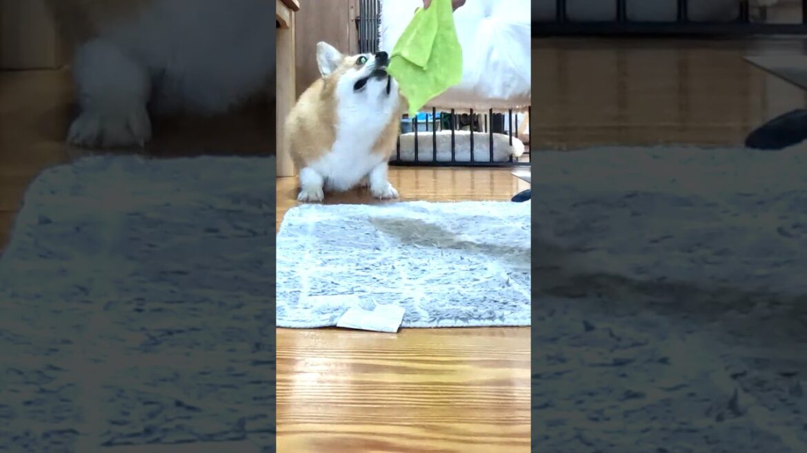 タオルを奪いにくるコーギー / The Corgi eagerly lunges for the towel #コーギー #corgi #サクラ