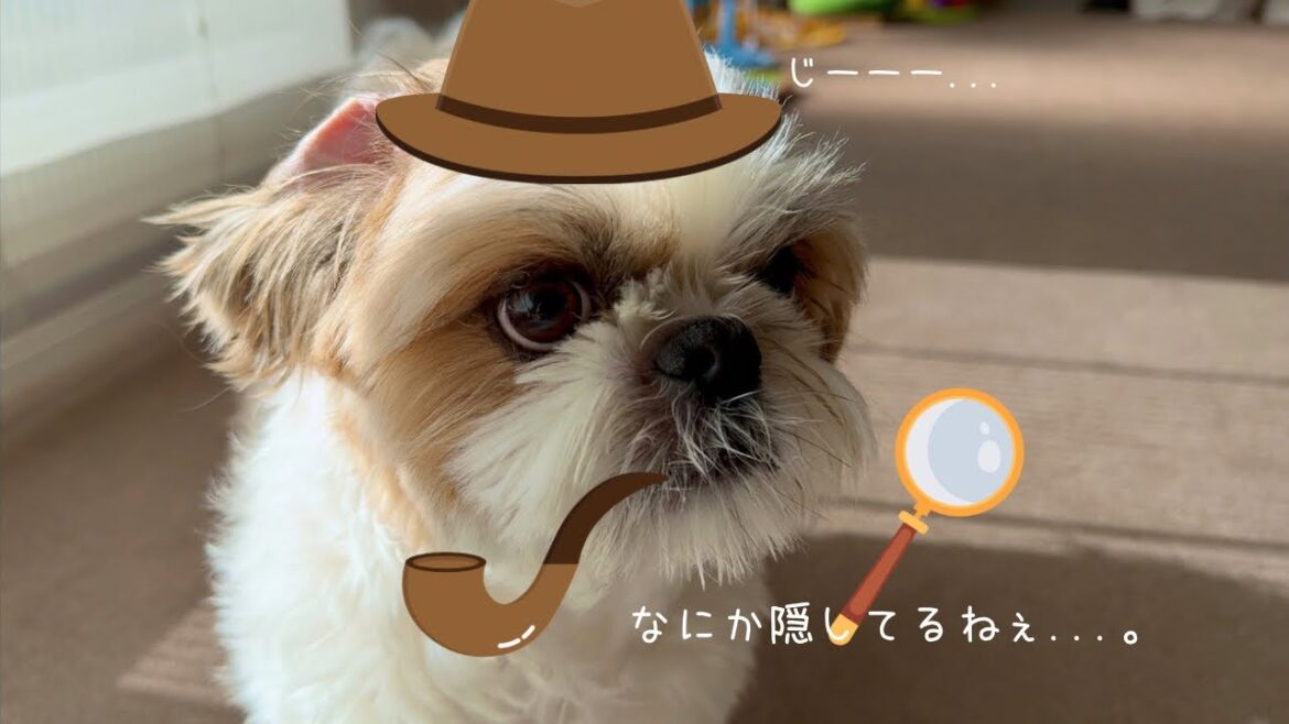 【シーズー】なんでもない日にサプライズしようとしたらめっちゃ怪しまれたw w w【犬Vlog】