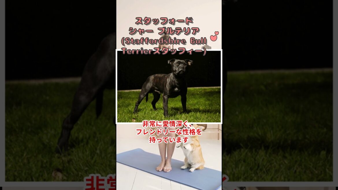スタッフォードシャーブルテリア 　 #犬 #ワンちゃん #愛犬 #ペット #犬のいる暮らし #犬のいる生活 #犬との暮らし #犬動画 #1分雑学 #犬飼いたい