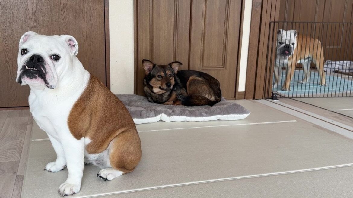 まるこの愛情のおかげで保護犬が隅っこ暮らしを卒業する事が出来ました! まるこの愛情のおかげで保護犬が隅っこ暮らしを卒業する事が出来ました!