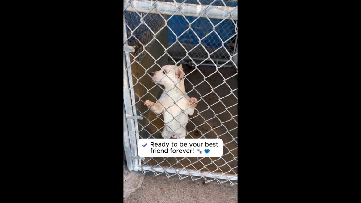 How Has Lucky NOT Been Adopted Yet?! 🤯🐶 #shorts