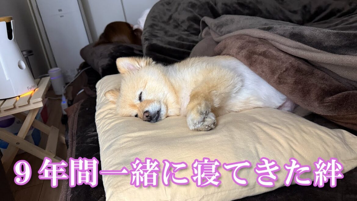 9年間一緒に寝てきた愛犬との時間が戻ってきました…！