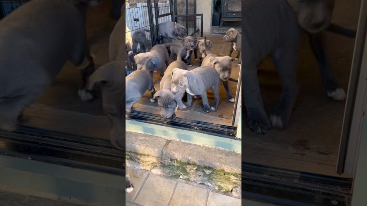 13 Blue Staffy Puppies making a run for it 🐶🐾🐾 #staffypuppy #bluenose #puppies #puppy #puppylife