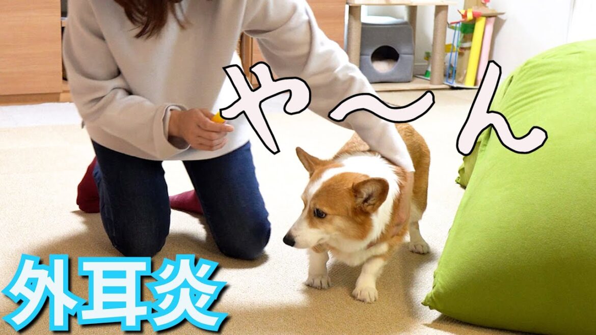 薬を拒否して母と攻防戦を繰り広げるコーギー犬【外耳炎】