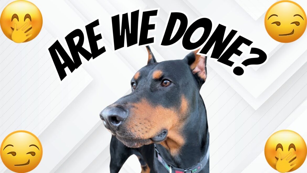 Doberman enjoys training but enough is enough